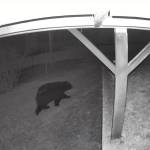 An anonymous North Whidbey resident posted a video of a bear walking through a yard.