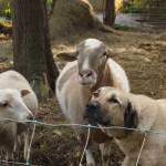 Photo by Marina Blatt. Thomas Boettgers sheep get along with his dog; they even match.