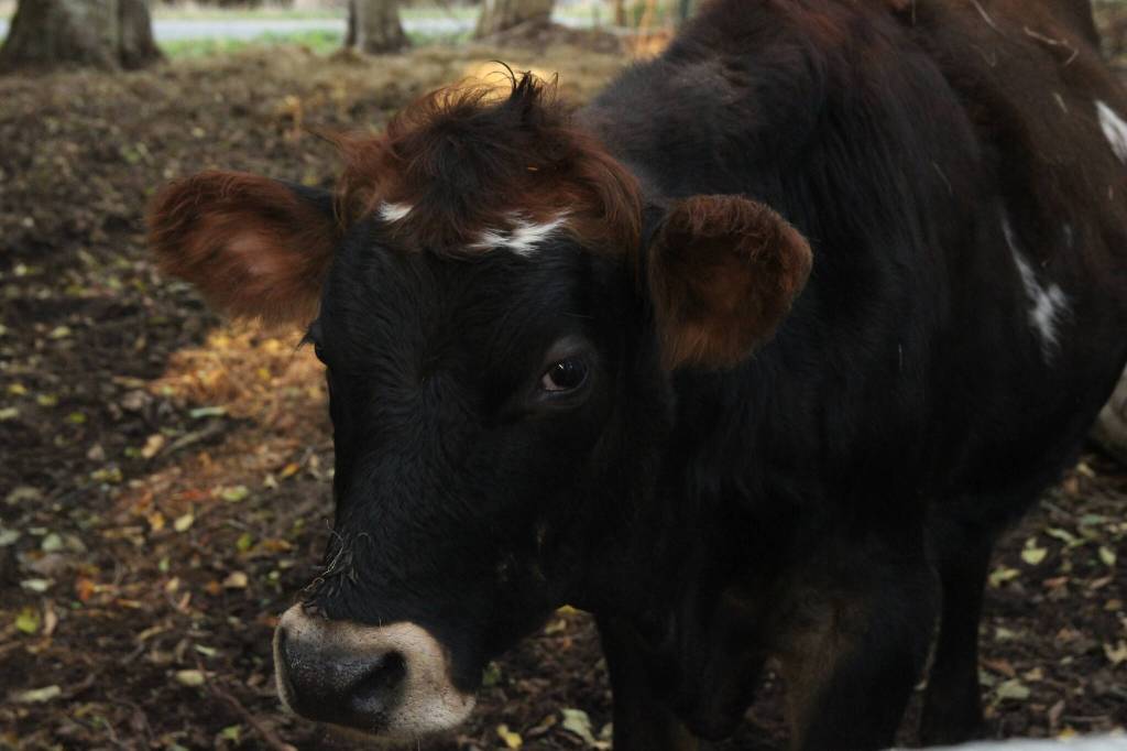 Photo by Marina Blatt. Thomas Boettgers cow models for the camera, its hair a perfect wind-swept look.
