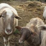 Photo by Marina Blatt. Thomas Boettger has Katahdin sheep.