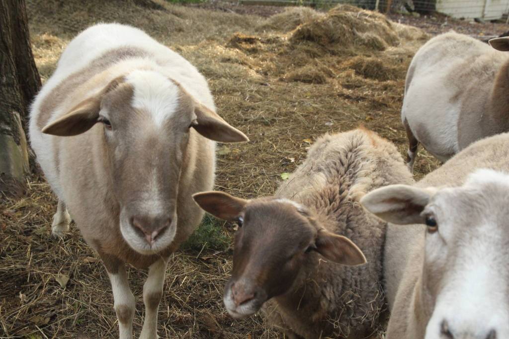 Photo by Marina Blatt. Thomas Boettger has Katahdin sheep.