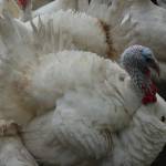 Photo by Marina Blatt. Thomas Boettgers turkeys are six months old and ready for Thanksgiving.