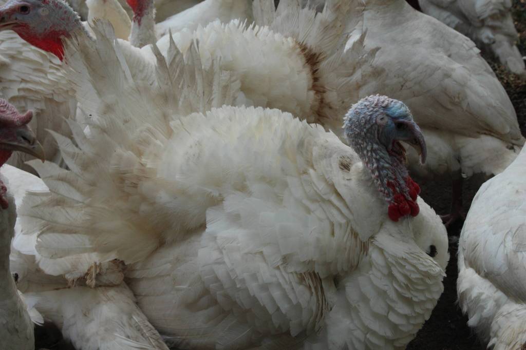 Photo by Marina Blatt. Thomas Boettgers turkeys are six months old and ready for Thanksgiving.
