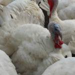 Photo by Marina Blatt. A tom turkey stands among its flock at the Central Whidbey Funny FArm.