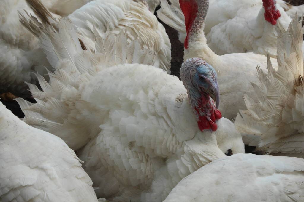 Photo by Marina Blatt. A tom turkey stands among its flock at the Central Whidbey Funny FArm.