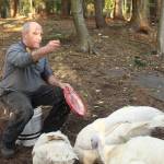 Photo by Marina Blatt. Thomas Boettger feeds the turkeys a diet of traditional, high-protein turkey feed, along with scratch corn, sunflower seeds and leftover produce from local grocery stores.