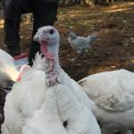 Photo by Marina Blatt. A broad-breasted white turkey puffs up his chest, believing the camera to be a threat.