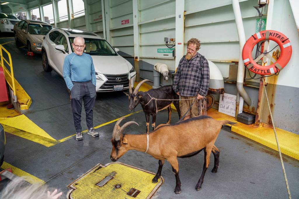 (Photo by David Welton) A ferry-goer admires Coles goats.