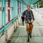 (Photo by David Welton) Cole sets off for the ferry to Mukilteo with his goat entourage, who are now regular passengers.