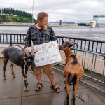 (Photo by David Welton) Cole stands by his goats as he panhandles with a sign.