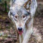 Photo provided. River is a wolfdog but looks like she could trick Red Riding Hood into thinking she is a grandma.