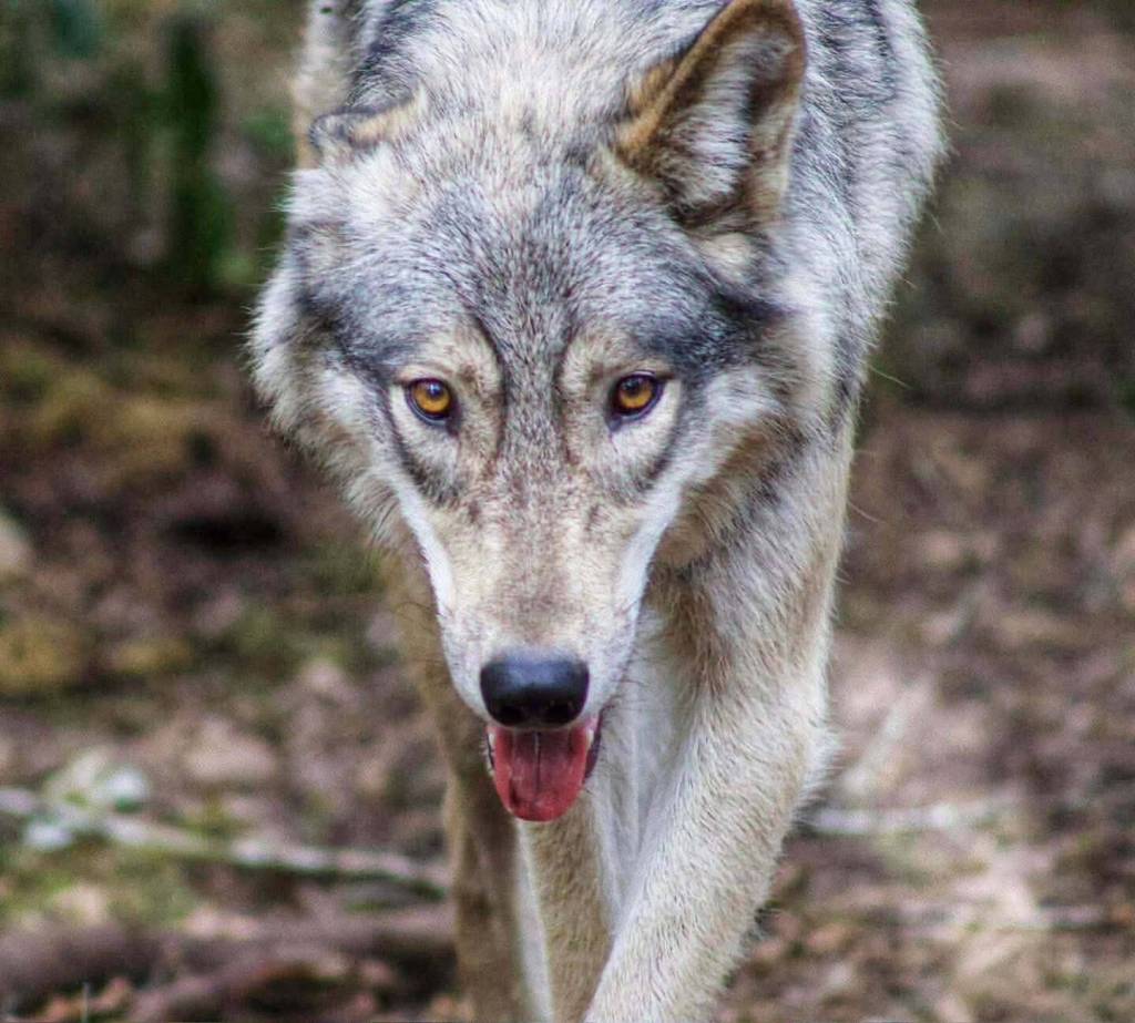 Photo provided. River is a wolfdog but looks like she could trick Red Riding Hood into thinking she is a grandma.