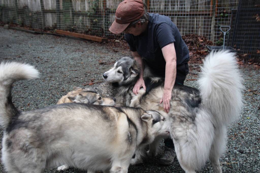Photo by Marina Blatt. Rosss three current wolfdogs, whom she refers to as her grandbabies, live like any other dog might, eating dog food, cuddling her and her husband in bed and doing zoomies in the yard.