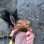 Photo by the Swinomish Indian Tribal Community
One of the European green crabs caught on Swinomish tribal tidelands in Similk Bay, not far from North Whidbey.
