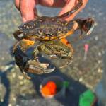 Photo by the Washington Department of Fish and Wildlife
European green crabs are an invasive species threatening other wildlife in the Salish Sea. They dont always appear green in color, however.
