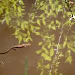 Photo by Cynthia Woerner
A newt swims in one of the ponds