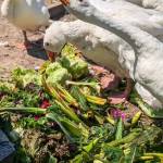 (Photo provided by Ballydídean Farm Sanctuary) Geese enjoy a salad.