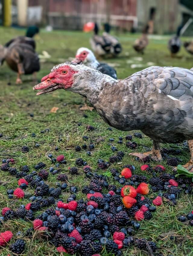 (Photos provided by Ballydídean Farm Sanctuary) Muscovy ducks get their pick of berries.