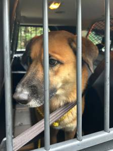 Photo by Island County Sheriff's Office