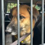 Photo by Island County Sheriffs Office. A member of the sheriffs office picked up Boyd, pictured here, and brought him to WAIF.