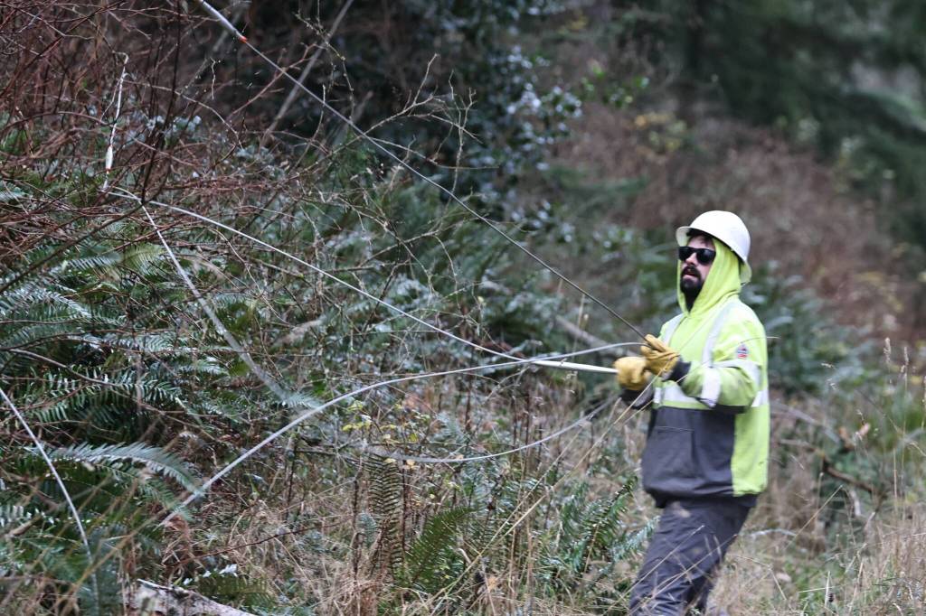 Photo provided by Puget Sound Energy. A Puget Sound Energy worker pulls a fallen power line out from the shrubs near Greenbank.