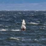 “Gretchen” lifts her pectoral fin while feeding in shallow water near the shoreline near Hidden Beach on Whidbey Island on December 22, 2025. Photo by Sarah Geist.