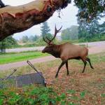 Photo by Samuel Jennings. Bruiser the elk is still going strong and was spotted recently on North Whidbey.