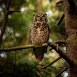 (Photo by Andrew Tokar) A great horned owl perches on a tree in Joesph Whidbey State Park.