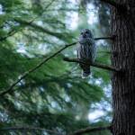 (Photo by Andrew Tokar) A barred owl at Deception Pass State Park perches on a branch.
