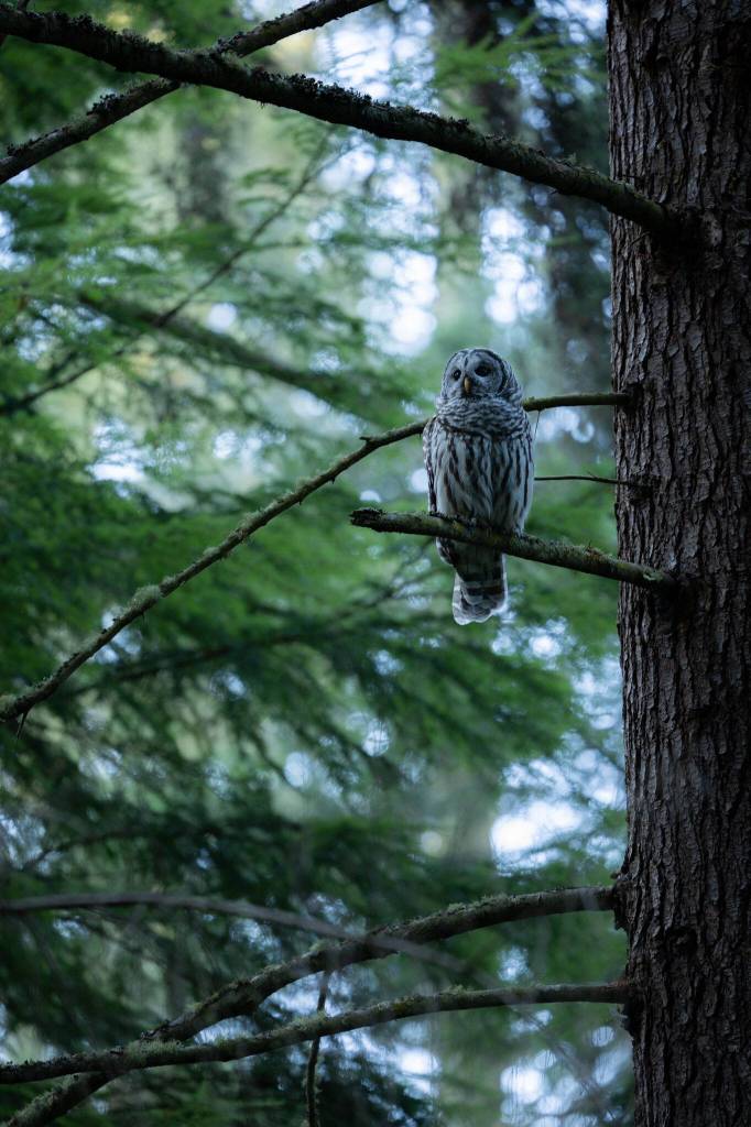 (Photo by Andrew Tokar) A barred owl at Deception Pass State Park perches on a branch.