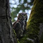 (Photo by Andrew Tokar) A great horned owl in Joseph Whdibey State Park has a stare-off with the camera.