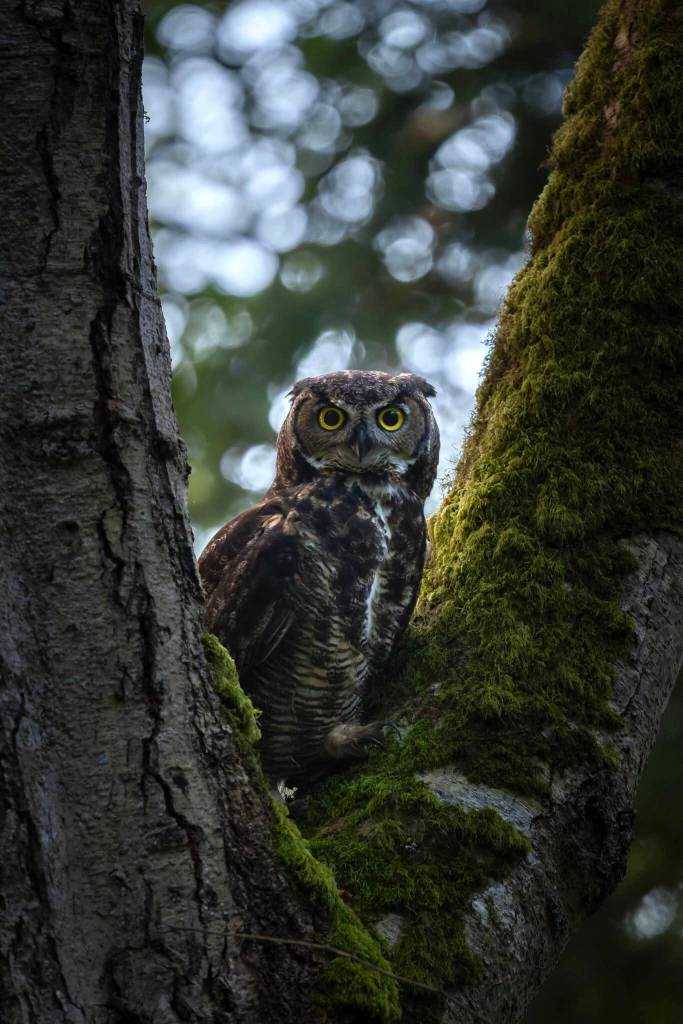 (Photo by Andrew Tokar) A great horned owl in Joseph Whdibey State Park has a stare-off with the camera.