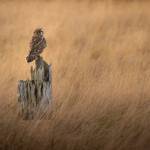 (Photo by Andrew Tokar) A short-eared owl blends into the long grass at Crockett Lake.