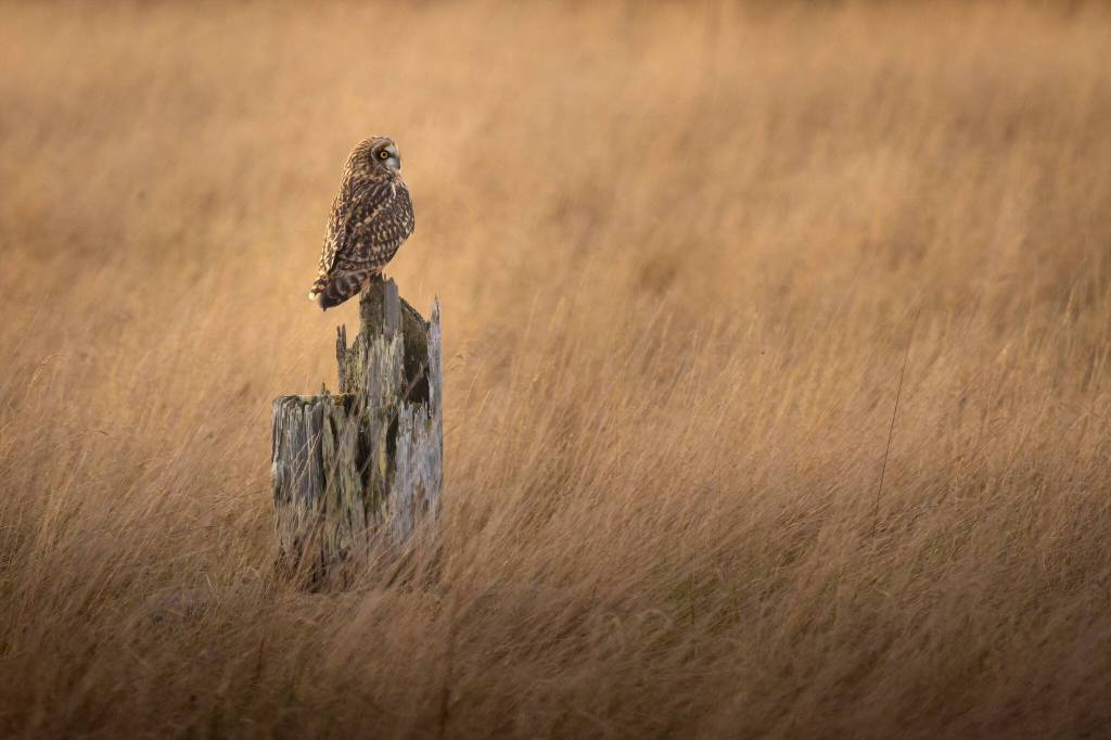 (Photo by Andrew Tokar) A short-eared owl blends into the long grass at Crockett Lake.