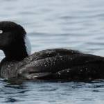 (Photo by Craig Johnson) This surf scoter may be among the birds seen from the wharf.