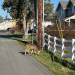 (Photo provided by Ralph Downes) The Washington Department of Fish and Wildlife and the Coupeville Marshals Office worked together to locate the doe.