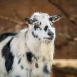 (Photo by Jason Rafal) With her gorgeous cookies and cream coat, Lilly the goat can easily be spotted at Ballydídean Farm Sanctuary.