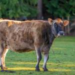 Photo by Jason Rafael