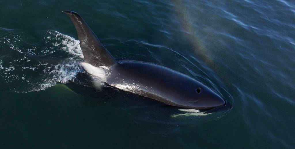 (Photos by Florian Graner - NMFS Permit #26599) Transient orcas hunt along the shores of Whidbey earlier this month.