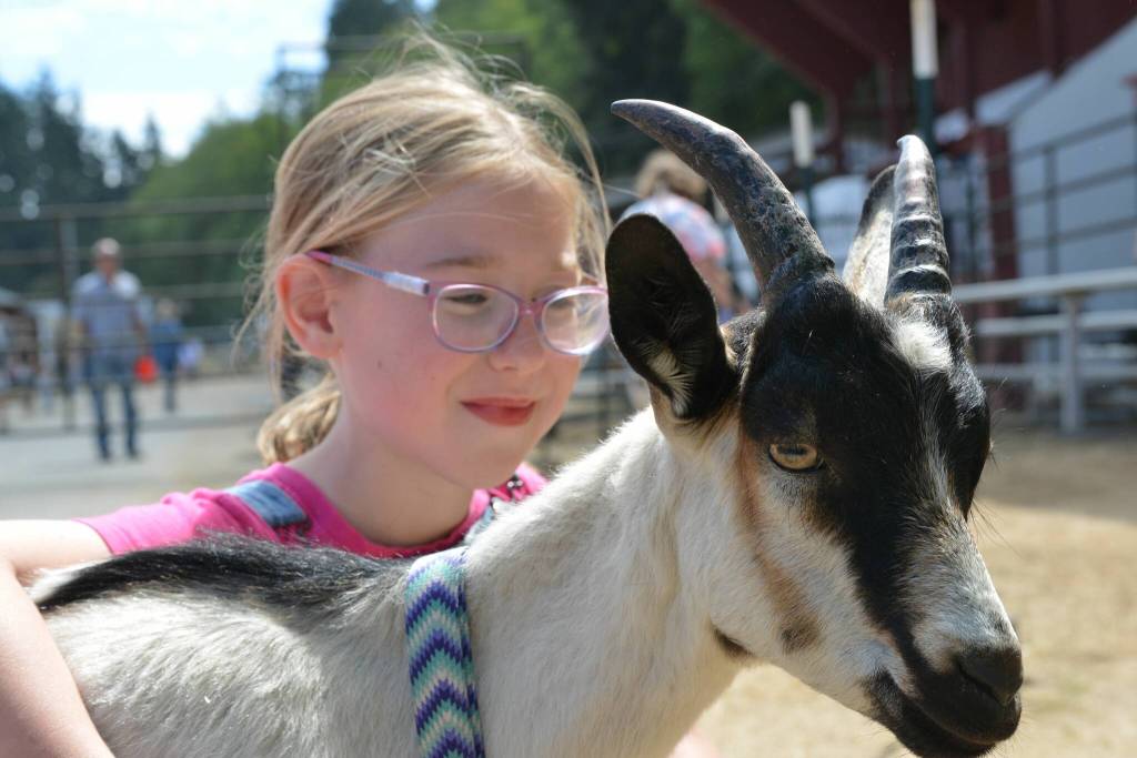 Goats remain a popular project in Island County 4-H.