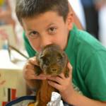Photo provided by WSU Extension Island County. Miles Herman shows off his cavy, Hedgey.