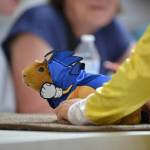 Photos provided by WSU Extension Island County. Arthur the guinea pig, shown by Liam Hehn, in his Sonic the Hedgehog costume.