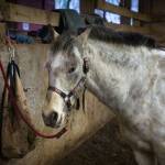 (Photo by David Welton) Arthur has a snack as the group of equestrian vaulters go through a training.