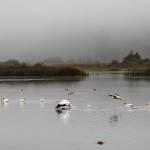 (Photo by David Welton) American white pelicans take flight at Deer Lagoon in 2020.