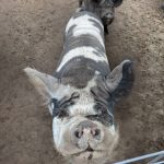Photo provided by Ballydídean Farm Sanctuary. Arnold, front, and Mama O are some of the friendliest pigs.