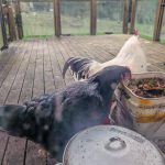 Photo provided by Ballydídean Farm Sanctuary. Jackie the hen digs through some food scraps under the watchful eye of her protector, Sven the rooster.