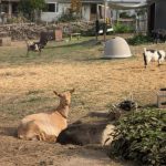 Photo provided by Ballydídean Farm Sanctuary. Beatrice, left, and Grout are a bonded pair of geriatric goats.