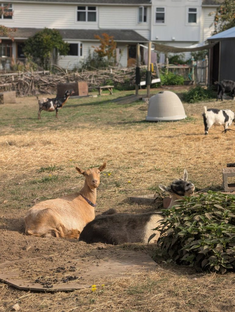 Photo provided by Ballydídean Farm Sanctuary. Beatrice, left, and Grout are a bonded pair of geriatric goats.