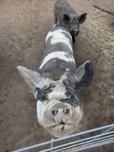 Photo provided by Ballydídean Farm Sanctuary