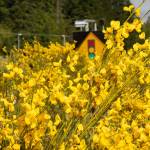 Photo by David Welton. The bright yellow bloom that begins buffering highways and covering hillsides in April is considered Washington states top toxic woody weed.